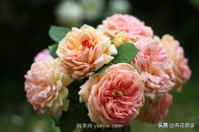 盤點(diǎn)五款耐熱耐曬月季，南方花友照樣養(yǎng)(圖4)
