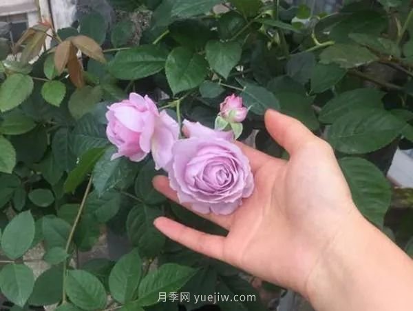 紫色系藤本月季都有哪些？(圖8)