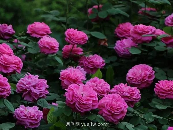 紫色系藤本月季都有哪些？(圖5)
