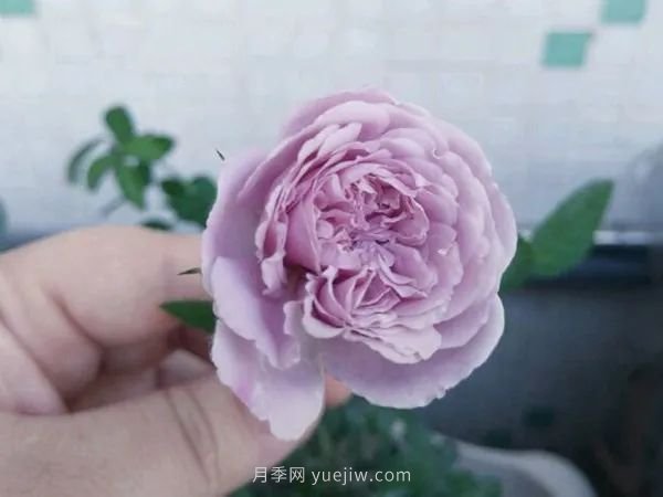 紫色系藤本月季都有哪些？(圖2)