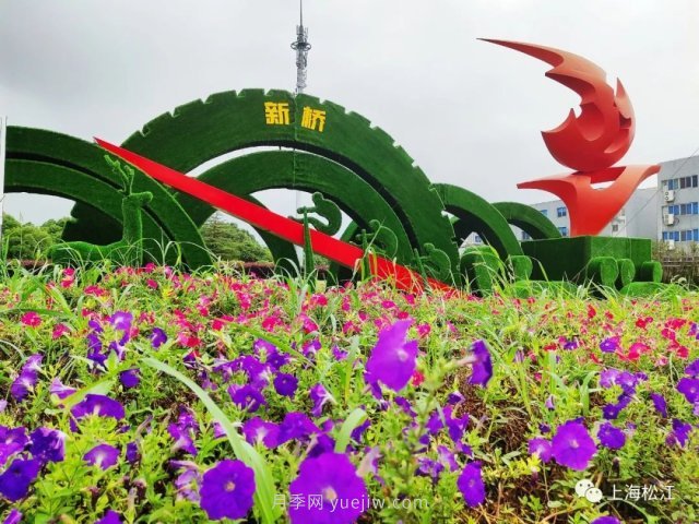 上海松江這里的花壇、花境“上新”啦！特色景觀升級！(圖1)