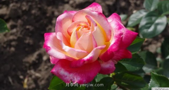 全世界每一個月季品種園里，都會有一種和平月季寧靜祥和地盛開(圖8)