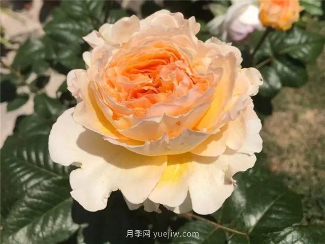 夏天隨便養(yǎng)，20個不怕熱的耐熱月季品種推薦(圖4)