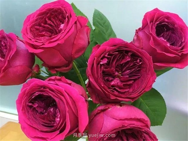 夏天隨便養(yǎng)，20個不怕熱的耐熱月季品種推薦(圖11)