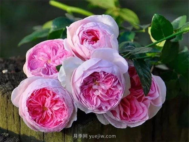 夏天隨便養(yǎng)，20個不怕熱的耐熱月季品種推薦(圖20)