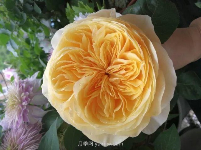 夏天隨便養(yǎng)，20個不怕熱的耐熱月季品種推薦(圖19)