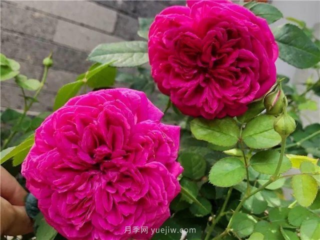 夏天隨便養(yǎng)，20個不怕熱的耐熱月季品種推薦(圖7)