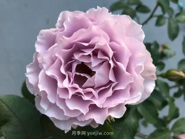 夏天隨便養(yǎng)，20個不怕熱的耐熱月季品種推薦(圖12)