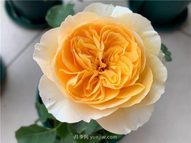 夏天隨便養(yǎng)，20個不怕熱的耐熱月季品種推薦(圖14)