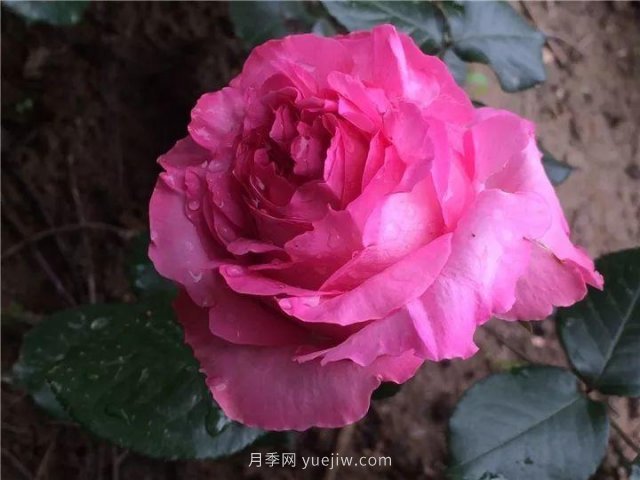 夏天隨便養(yǎng)，20個不怕熱的耐熱月季品種推薦(圖5)
