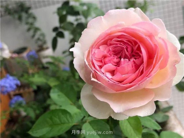 夏天隨便養(yǎng)，20個不怕熱的耐熱月季品種推薦(圖18)