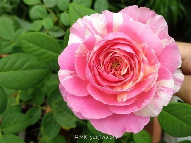 夏天隨便養(yǎng)，20個不怕熱的耐熱月季品種推薦(圖3)