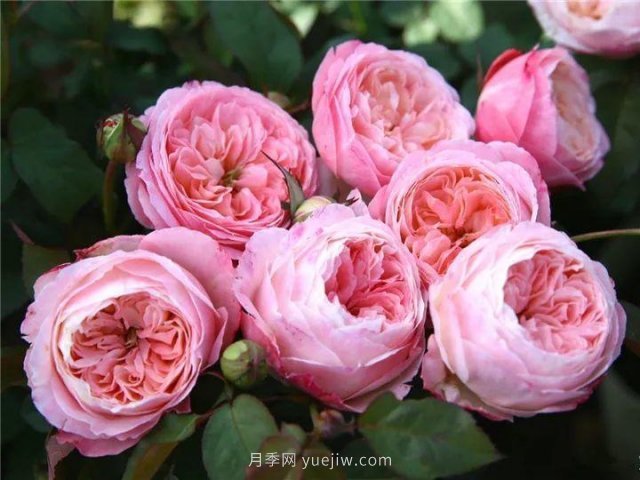 夏天隨便養(yǎng)，20個不怕熱的耐熱月季品種推薦(圖17)