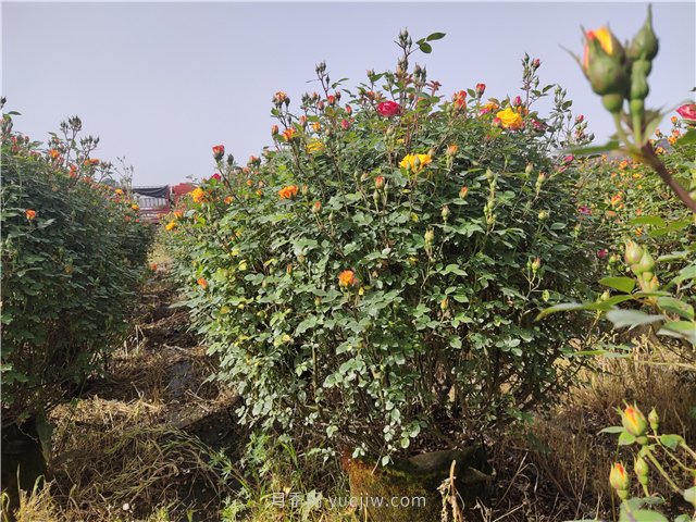 夏季高溫，樹木和月季移栽后如何?；?圖1)