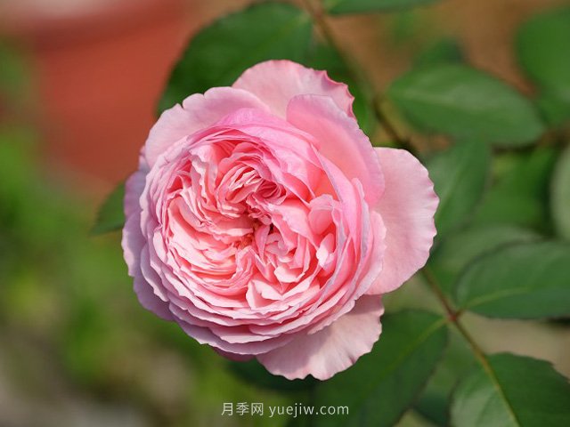 雨季如何做好苗木的防澇準(zhǔn)備工作，才能減少苗圃損失？(圖1)