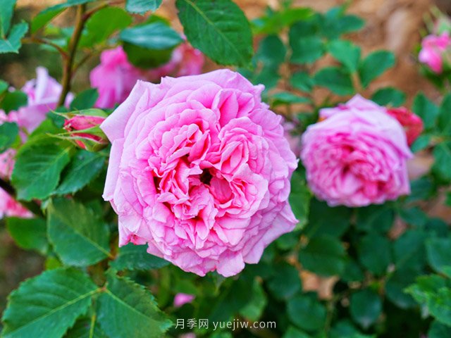 賞花經(jīng)濟興起，這幾個樹種或?qū)⒊蔀槊缒拘袠I(yè)新機遇！(圖1)