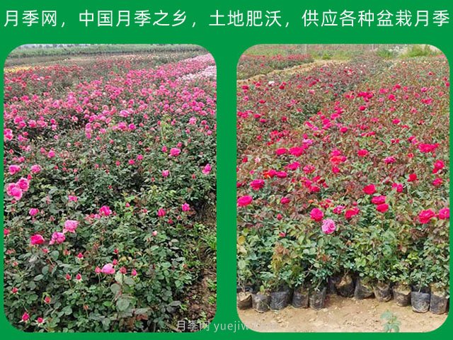 南陽(yáng)苗木種植應(yīng)該注意那些？(圖1)