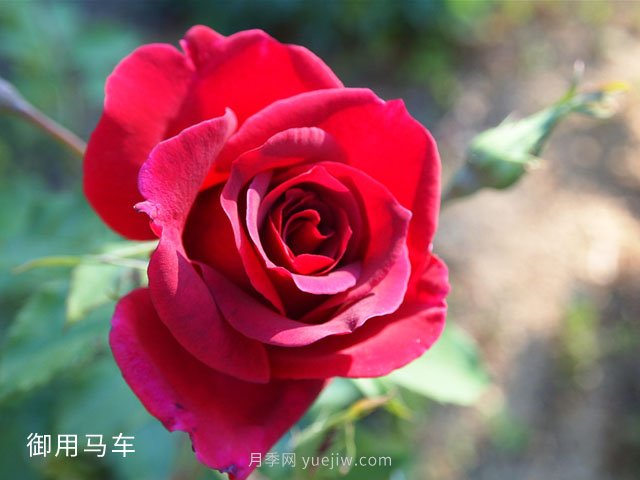 2米高御用馬車(chē)，紅色藤本月季南陽(yáng)基地批發(fā)(圖1)