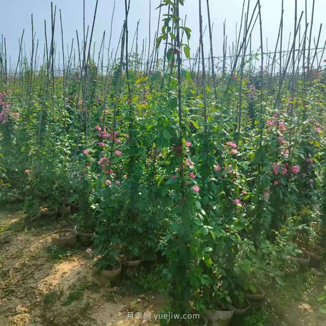 南陽藤本月季基地大量出售，品種花色多(圖1)