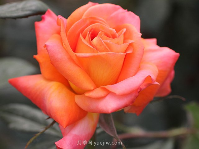 東方之子月季的優(yōu)缺點是什么？(圖1)
