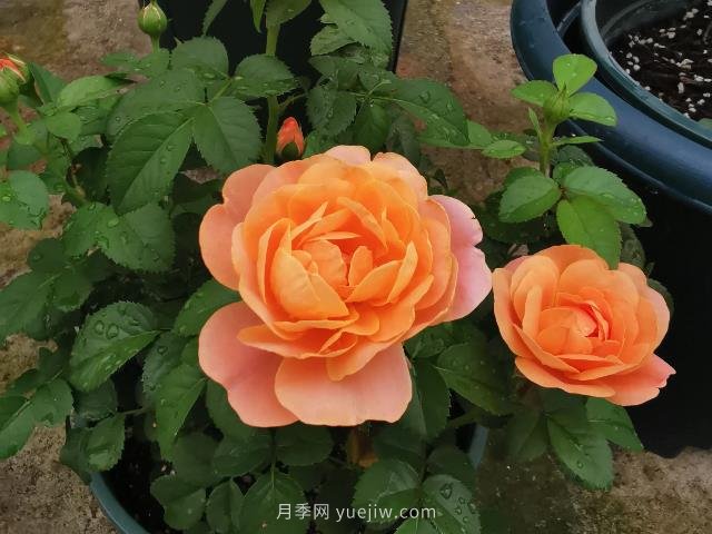 新手養(yǎng)月季，不能錯過入門級的果汁陽臺(圖1)