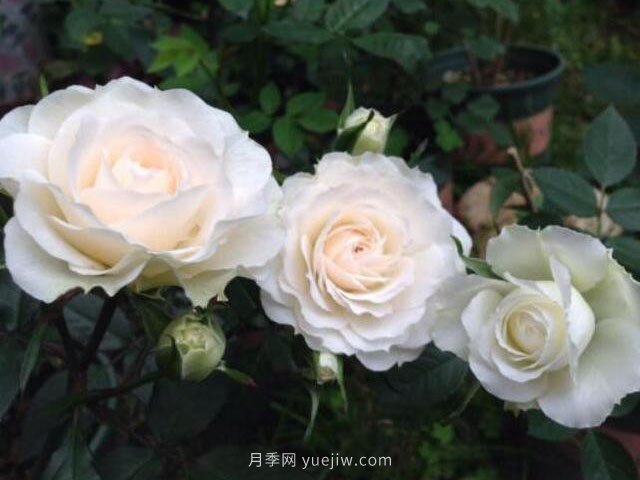 月亮王陽(yáng)臺(tái)月季(圖3)