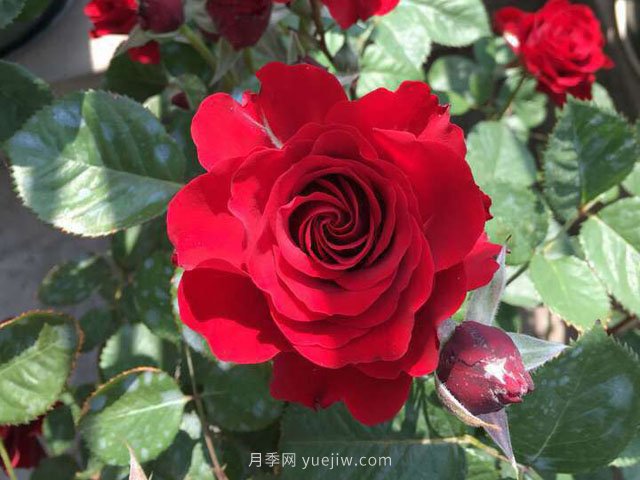 日蝕王陽臺月季(圖1)