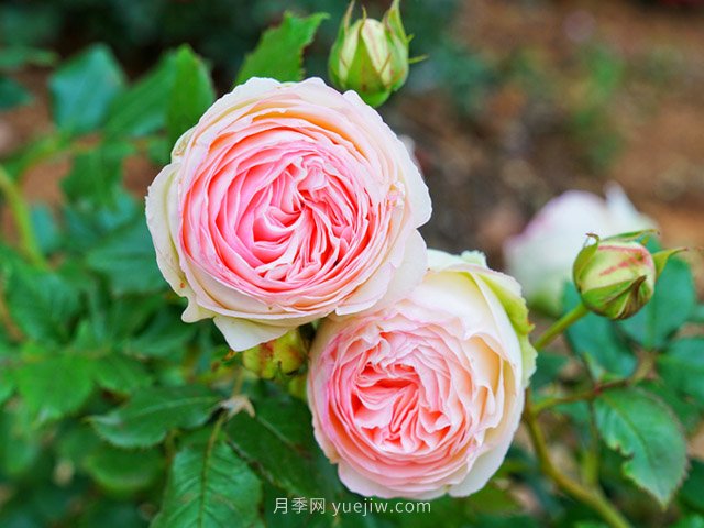 立秋后庭院花木養(yǎng)護該注意些什么？(圖1)