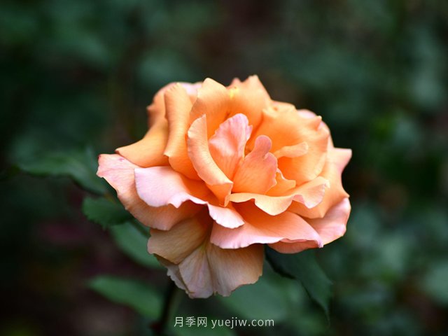 適合高速公路護(hù)坡的灌木花木都有哪些？(圖1)