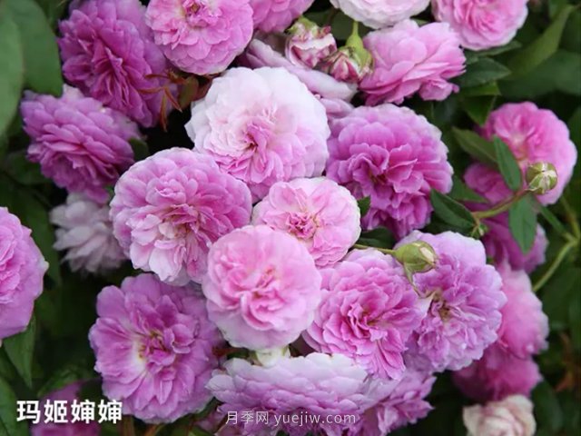 陽臺(tái)養(yǎng)月季就算這3個(gè)品種，開花勤快少生病(圖2)