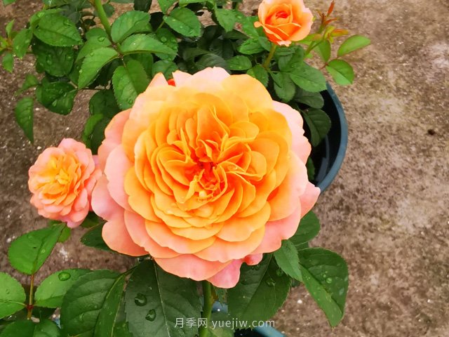 陽臺(tái)養(yǎng)月季就算這3個(gè)品種，開花勤快少生病(圖1)