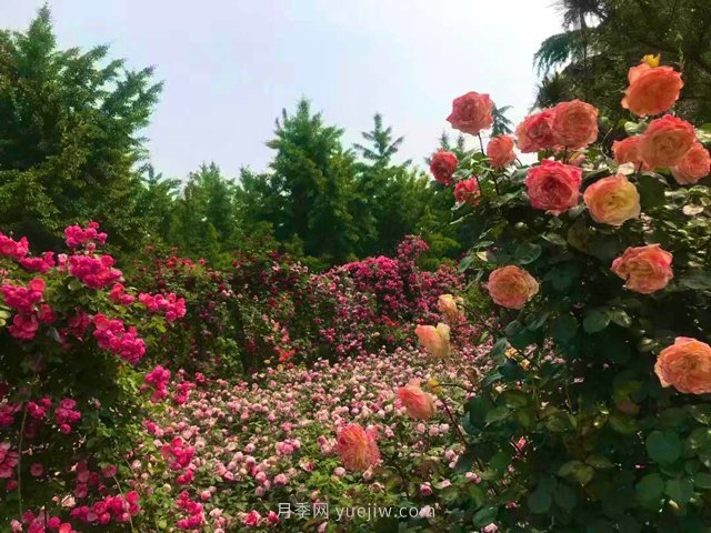 臨沂月季大姐袁蕾：妙手匠心勤耕耘 贈予一城四時春(圖1)