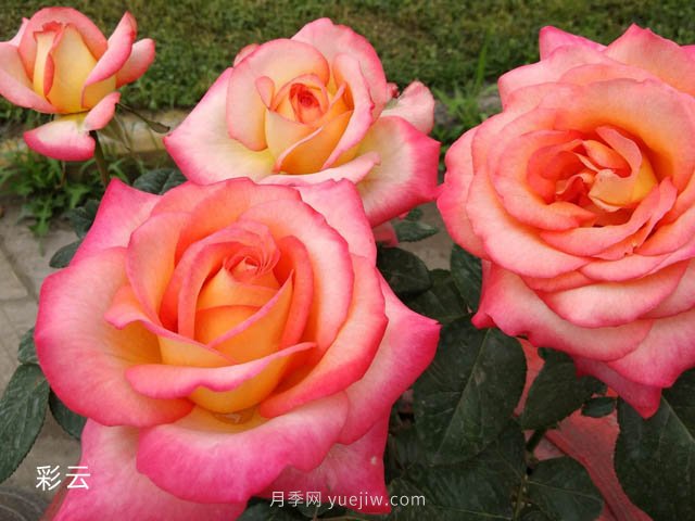 愛不起來的4種花卉，包含月季，缺點多于優(yōu)點(圖1)