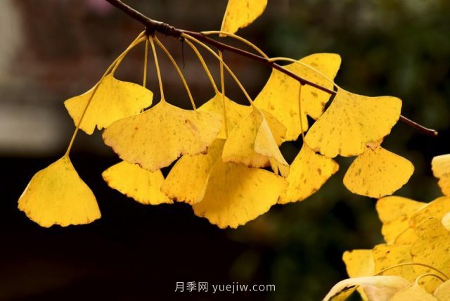 銀杏樹(shù)種植生長(zhǎng)該注意哪些問(wèn)題(圖1)