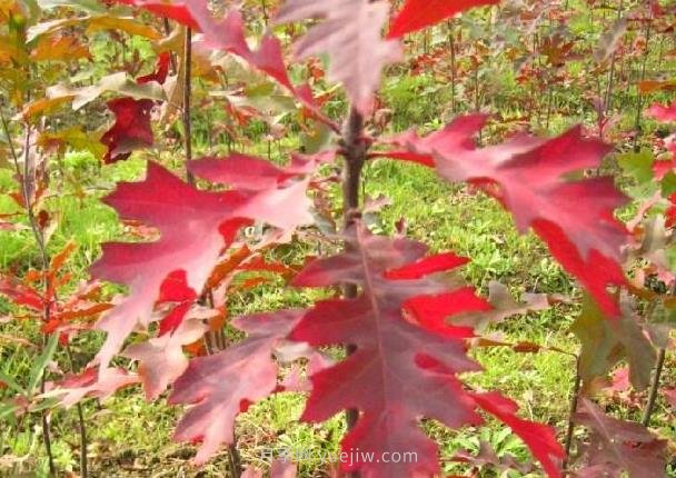 娜塔櫟如何種植養(yǎng)護？成為城市彩色行道樹(圖2)
