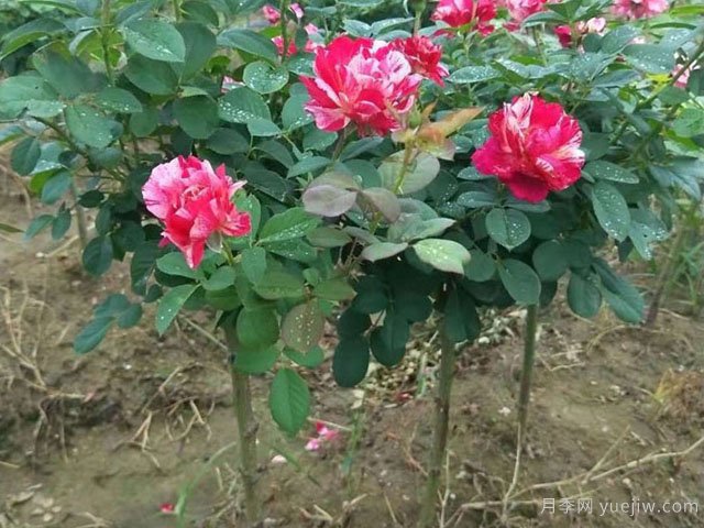 小高桿月季移植必須要帶土球嗎？(圖1)