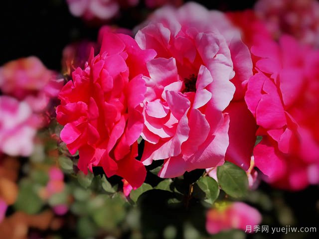 超強營養(yǎng)液，幫助9月養(yǎng)好月季(圖1)