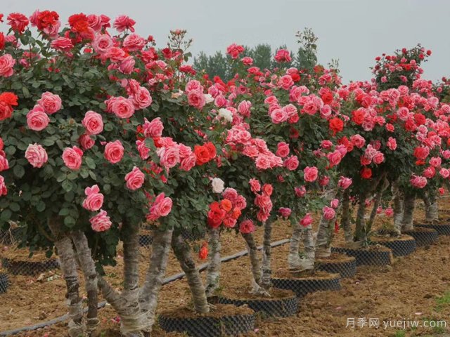 月季花可以嫁接在哪些樹？(圖1)