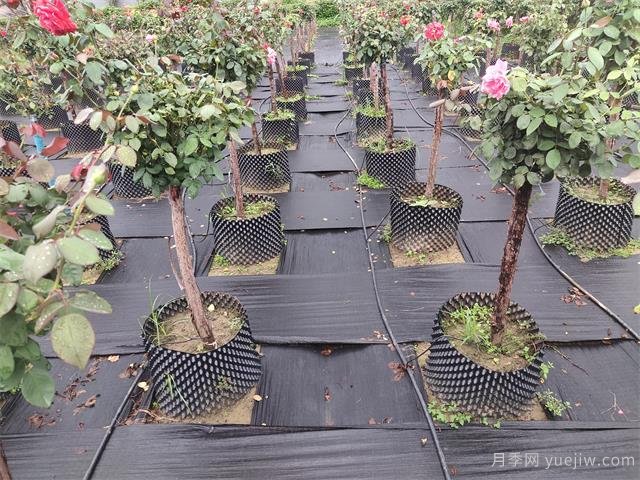 樹狀月季容器苗和假植容器苗的不同，教你分清楚(圖1)