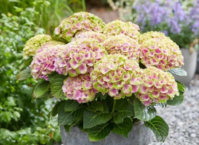 扦插繡球小苗的辦法，做好4點(diǎn)盆盆開(kāi)花(圖1)