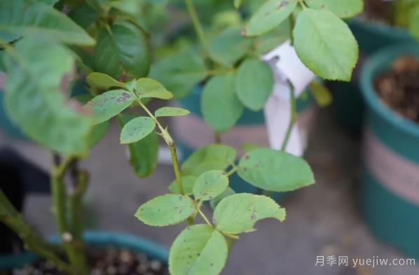 9月份月季秋剪好時機，修剪時間如何安排(圖3)