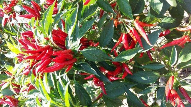 南陽(yáng)市淅川縣的出名特產(chǎn)有哪些？(圖1)