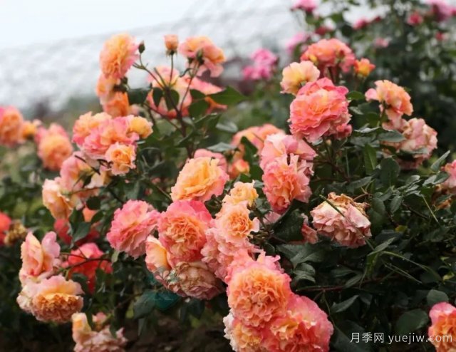 養(yǎng)盆栽月季想多開花，除了土壤選對，施肥也很重要(圖1)