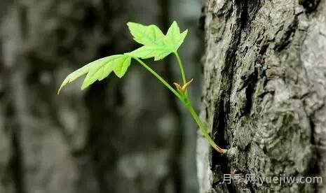全面的園林苗木種植技術(shù)！值得收藏！(圖1)