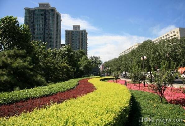全面的園林苗木種植技術(shù)！值得收藏！(圖5)