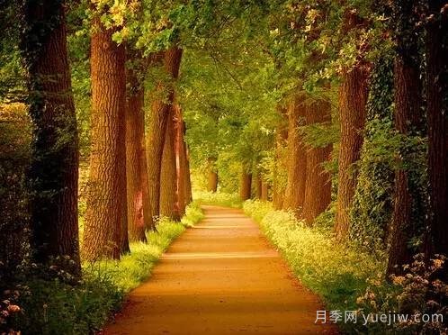 全面的園林苗木種植技術(shù)！值得收藏！(圖8)