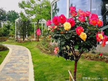 適合在庭院養(yǎng)的植物你知道嗎？