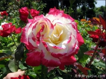 養(yǎng)花小白如何變大神？不可錯失的月季種植入門攻略（光照篇）
