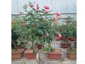 粉扇樹狀月季開花前應施磷肥和鉀肥