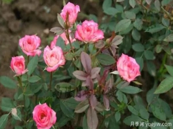 微型月季該怎樣施肥澆水呢，一起來看下吧